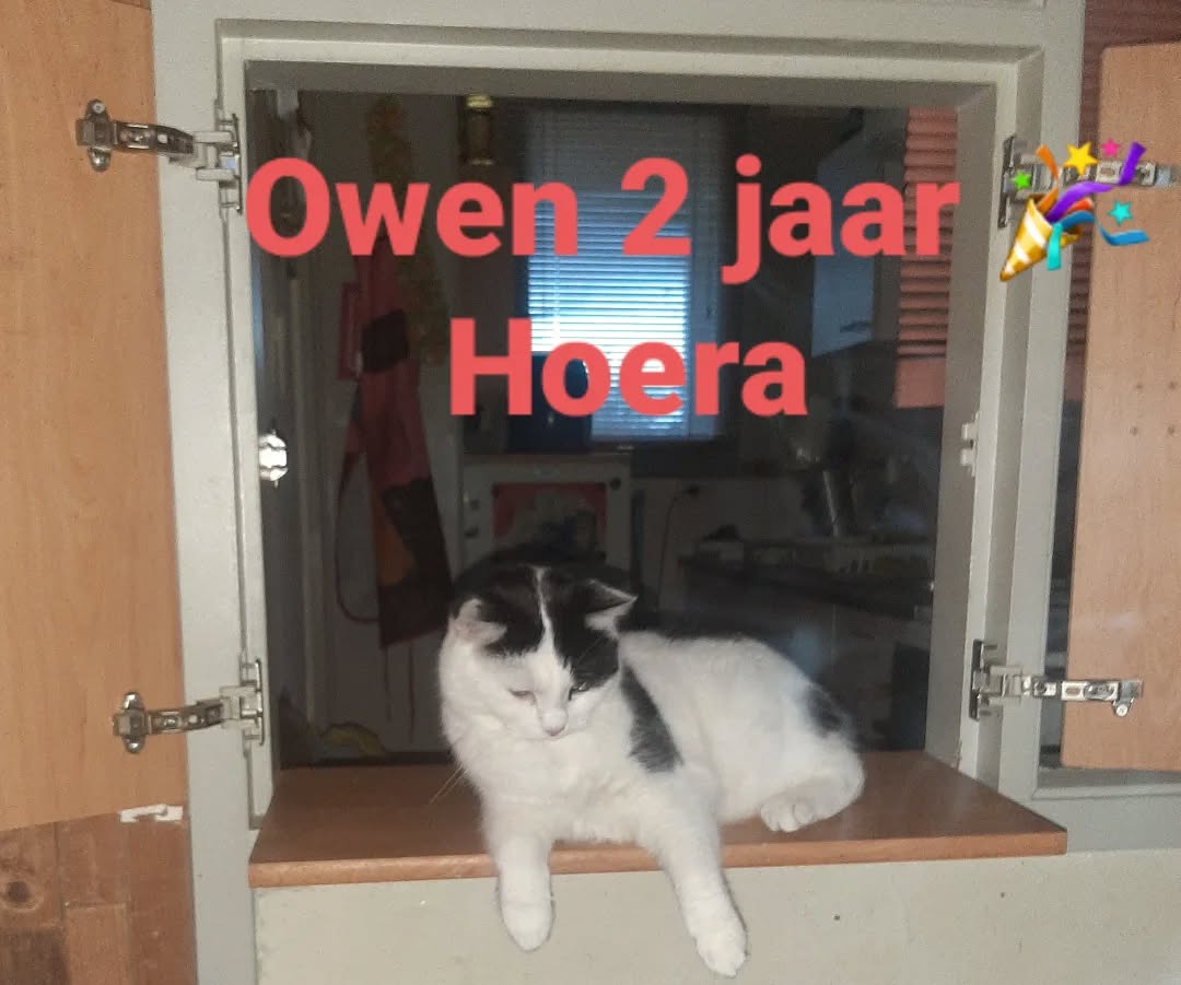 Hoera, Owen is jarig , 2 jaar alweer 😻