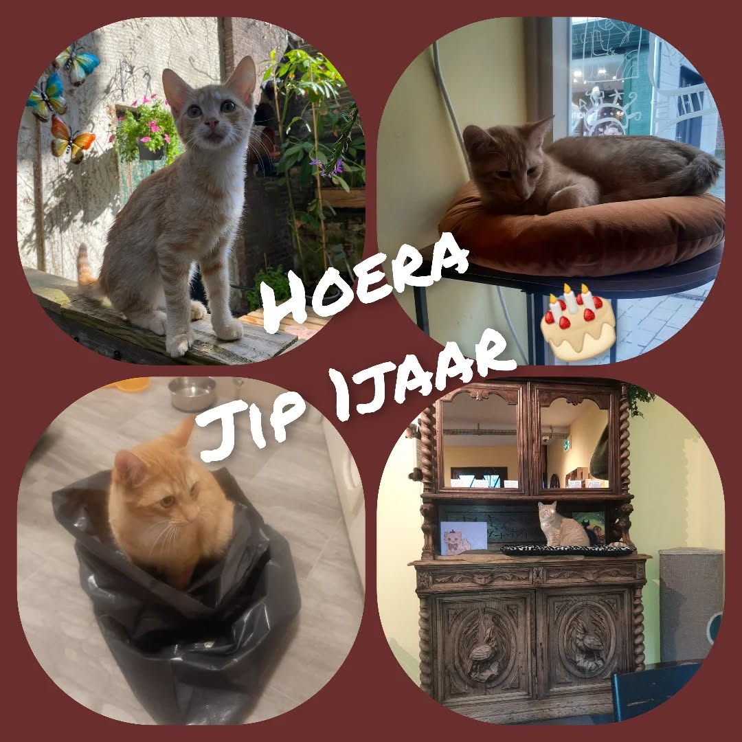Kleine jongens worden groot 😻 Vandaag is onze Jip 1 jaar geworden 🎂🎉