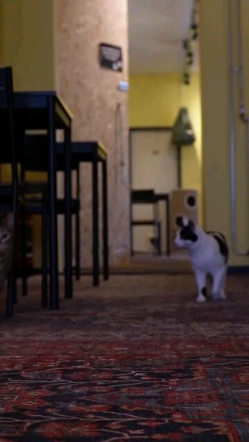 @beeldbrengers_gelderland_ maakte dit leuke item met een goede tip tegen het blue monday gevoel!
#bluemonday #nobluemonday #arnhem #kattencafe #kattencafedemuis #beeldbrengers #cats #catlovers