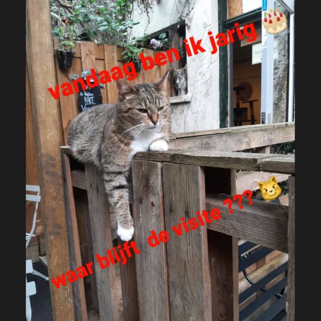 Hoera .... Frenkie is vandaag 3 geworden 🎂🎉
Komen jullie haar feliciteren 😻😽