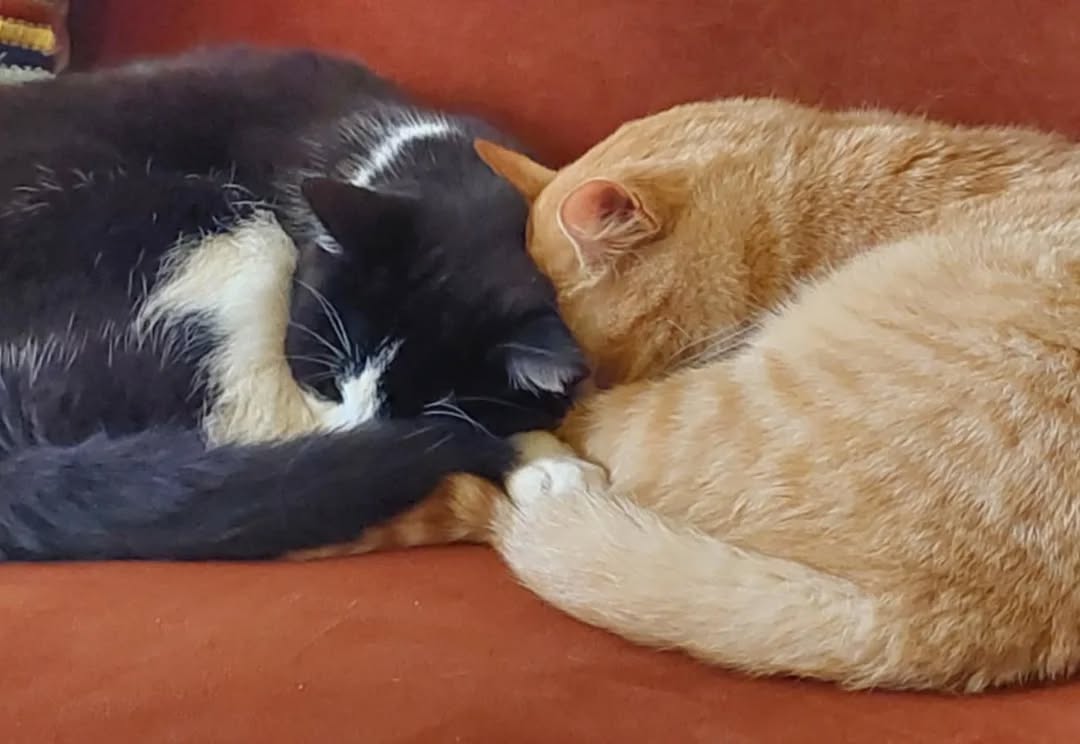 Jip en Mikkie zeggen welterusten en tot morgen 💤💤💤