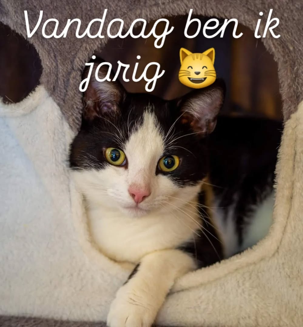 Hoera .... deze kerel is alweer 2jaar
Wie komt onze Felix feliciteren 🎂