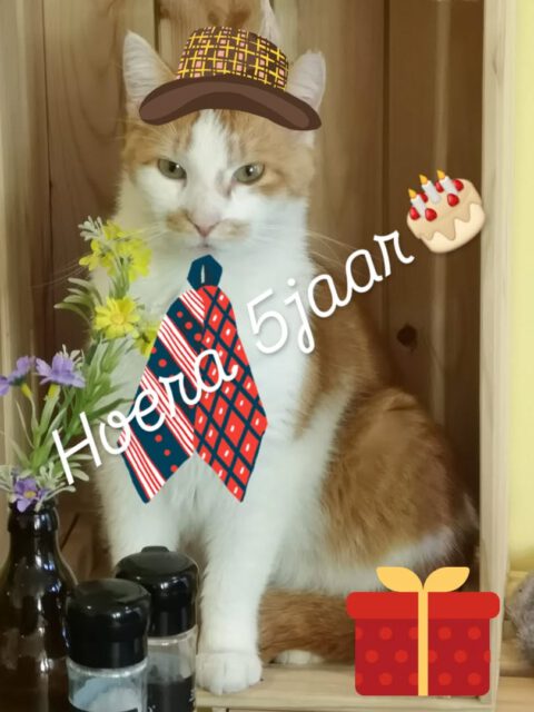 Vandaag heeft Vlokie zijn nette pak aangetrokken ... hij wordt vandaag nl al weer 5jaar 😻 Kom jij Vlokie feliciteren 🎂🎁