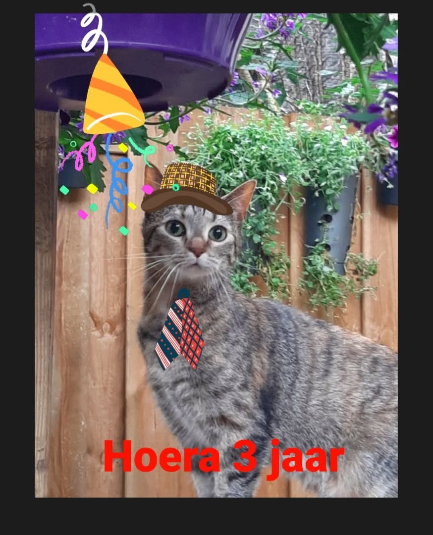 Het is weer feest vandaag bij kattencafe de Muis 🎁 Ons eigen Muis is alweer 3 jaartjes oud geworden🎶
Komen jullie Muis feliciteren 🌺