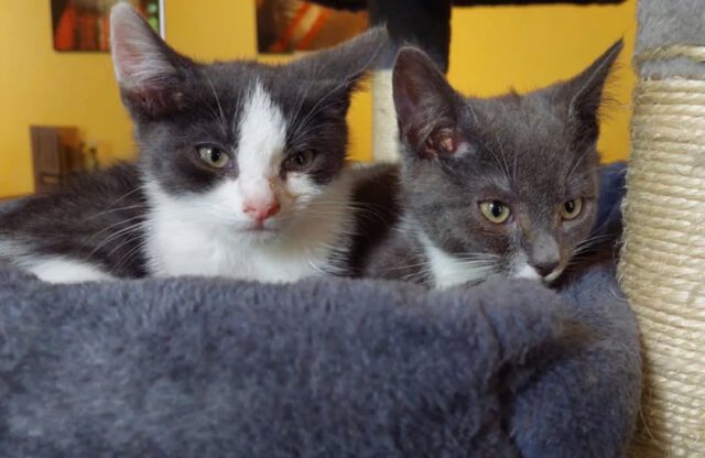 Zijn ze niet schattig 😻😻