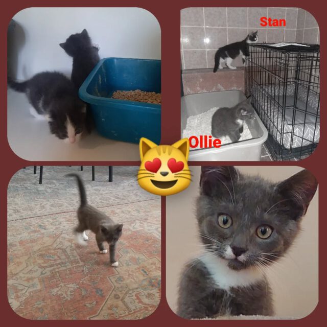 Mieeeew Mieeeew... daar zijn we dan. Stan en Ollie zijn al eventjes bij ons en zijn ondertussen al aardig gewend en opgenomen in de groep. Soms willen ze eventjes rust hebben maar meestal spelen en rennen ze door de hele zaak. Kom gezellig met ze spelen maar laat ze lekker liggen als ze willen rusten 😽