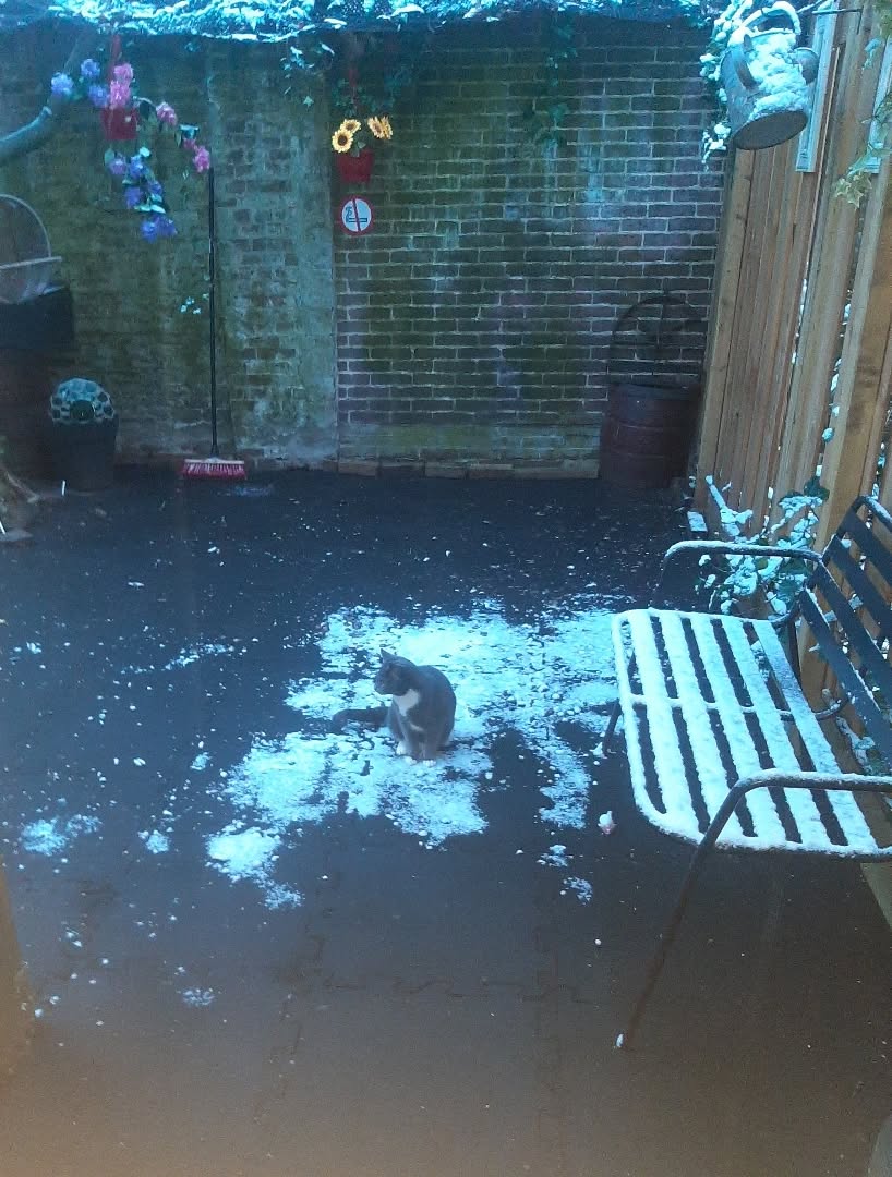 Veel of weinig sneeuw ..... Ollie heeft er plezier van 😻🐧