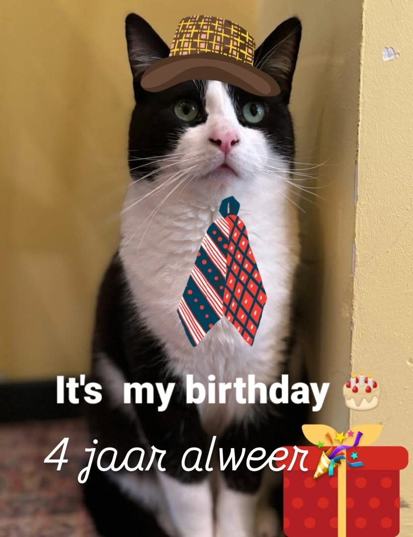 Vandaag is onze Mikkie jarig !! Wie komt deze lieve slaapkop feliciteren 😻