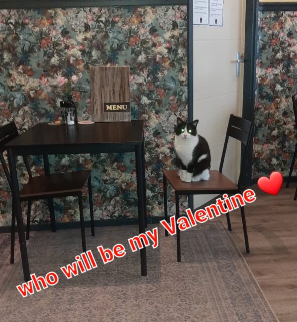 Mikkie wacht op zijn Valentine ❤ Kom jij bij ons jouw liefde vieren ❤🐈⬛❤🐈⬛❤🐈⬛❤🐈⬛❤🐈⬛❤🐈⬛❤🐈⬛❤🐈⬛