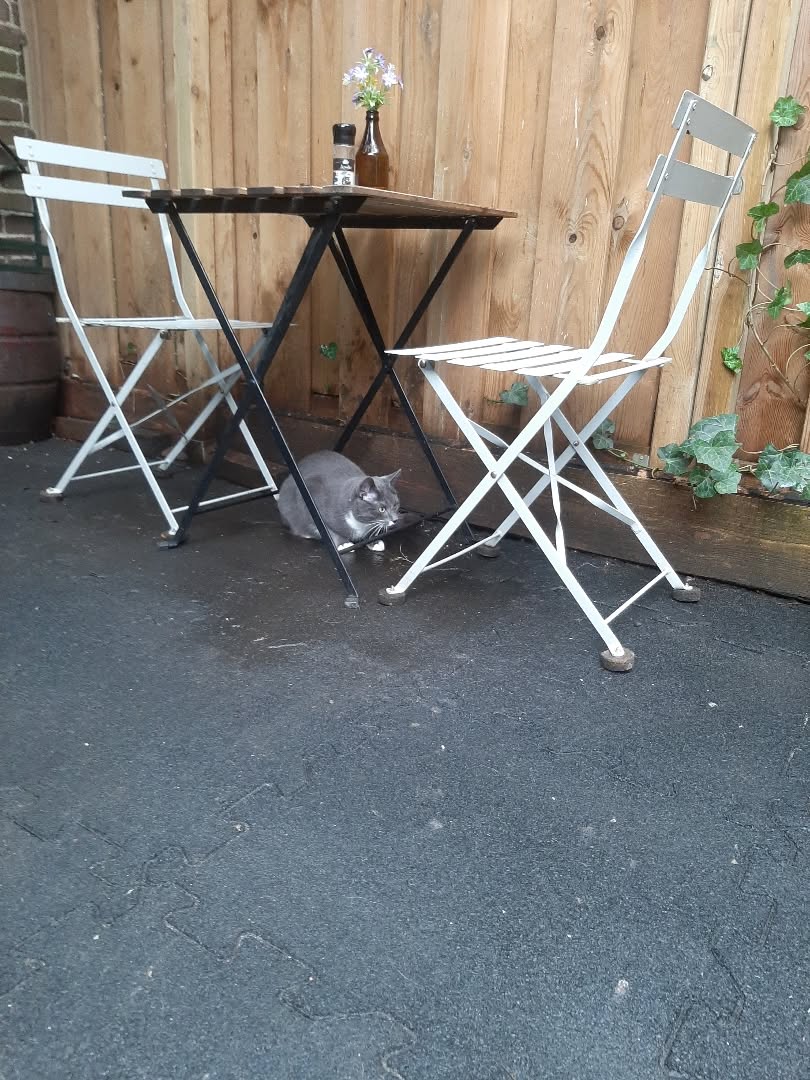 Vandaag is onze binnentuin geopend ☕🐈‍⬛🍔🐈‍⬛🥤🐈‍⬛