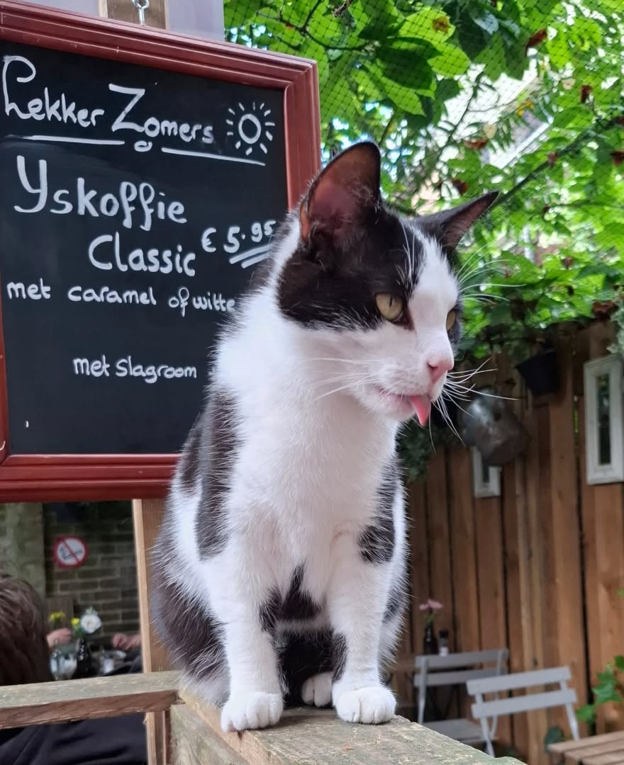 Jaaaa .... onze heerlijke classic Ijs koffie is er weer ☀️