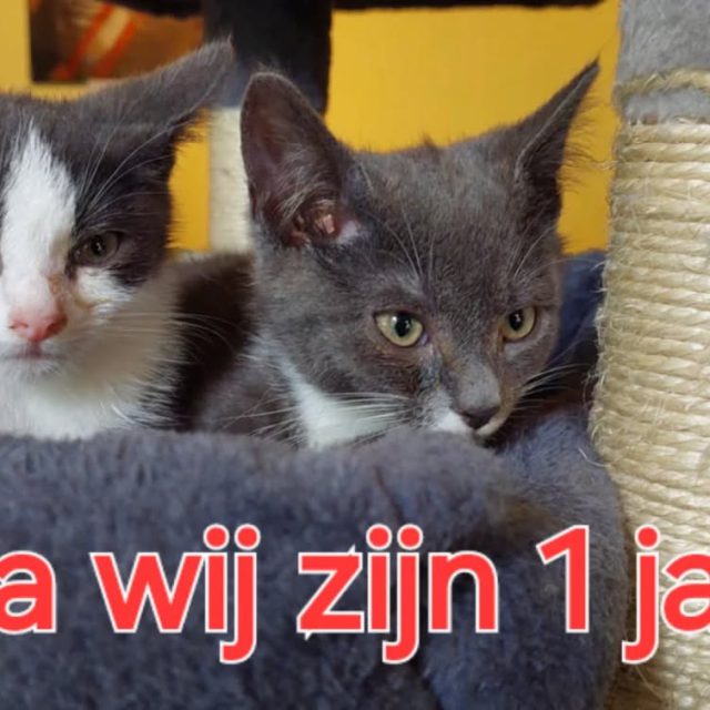 Vandaag zijn onze "kleintjes" jarig 🎂 Happy birthday Stan & Ollie.  Komen jullie langs om de broertjes te feliciteren