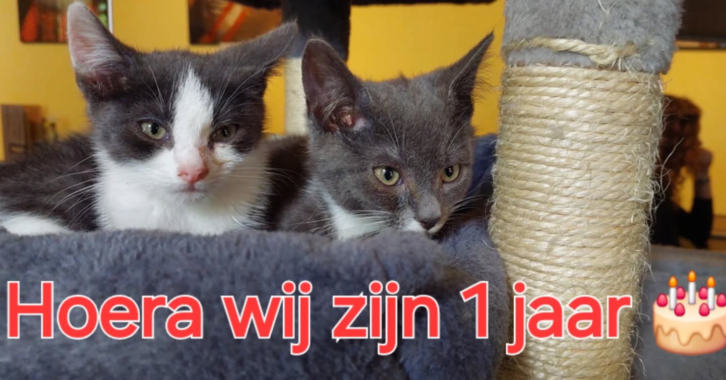 Vandaag zijn onze "kleintjes" jarig 🎂 Happy birthday Stan & Ollie.  Komen jullie langs om de broertjes te feliciteren