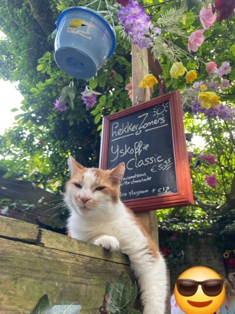 Ijskoffie classic of met een smaakje .... volgens onze Vlokie is het een echte aanrader 🌞😎😋 Jammer dat hij zelf niet mag proeven 😹