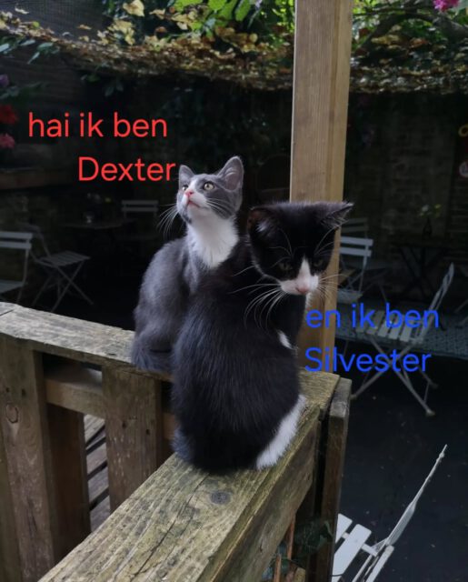 Miauwwwww.... wij zijn de nieuwe bewoners bij de Muis 🐈‍⬛🐈‍⬛ Omdat we eerst een maandje moesten wennen stellen wij ons nu pas voor. Wij hopen op een mooie toekomst hier met onze nieuwe katten vriendjes en onze "baasjes" Tot snel bij kattencafe de Muis 😻