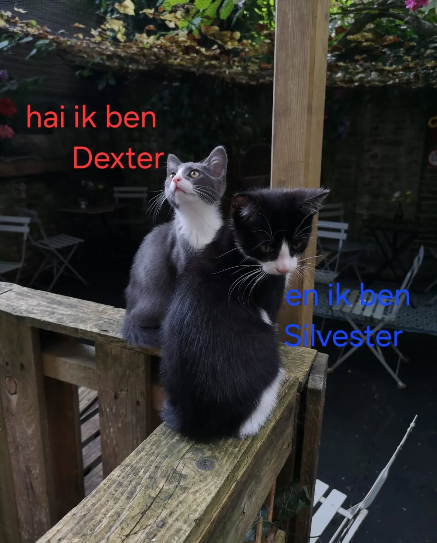 Miauwwwww.... wij zijn de nieuwe bewoners bij de Muis 🐈‍⬛🐈‍⬛ Omdat we eerst een maandje moesten wennen stellen wij ons nu pas voor. Wij hopen op een mooie toekomst hier met onze nieuwe katten vriendjes en onze "baasjes" Tot snel bij kattencafe de Muis 😻