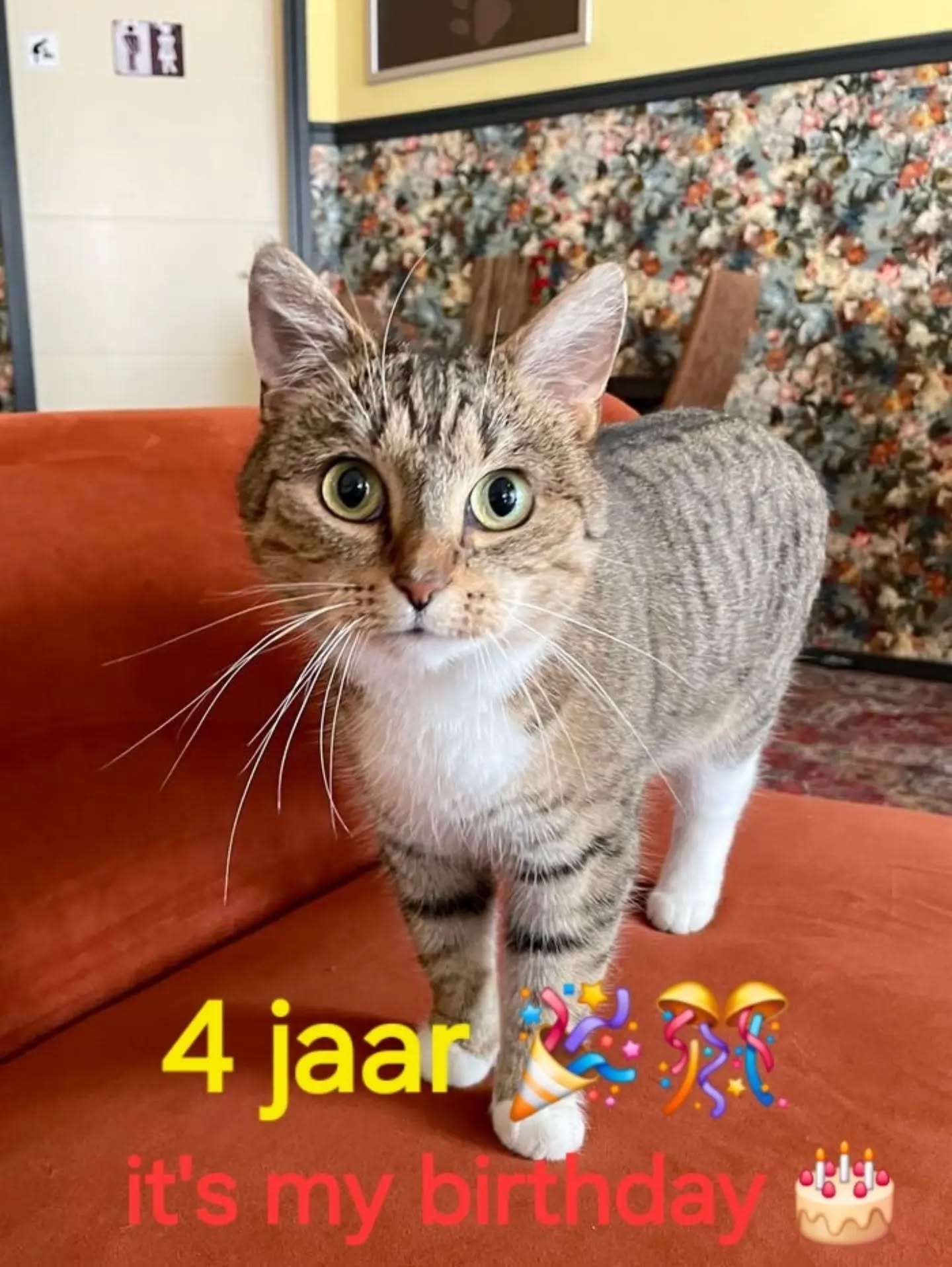Vandaag is onze Frenkie 4 jaar geworden 🎉 Komen jullie hem feliciteren 🐈‍⬛