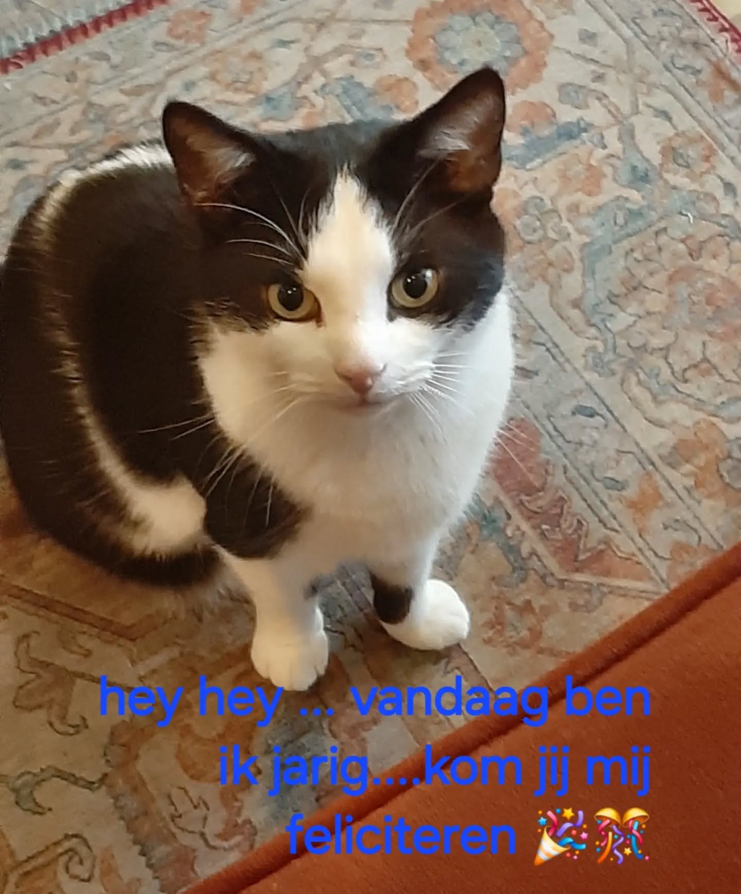 Hoera onze grote knuffel Felix is vandaag 3 jaar geworden. Feestje ....🎊🎉😻