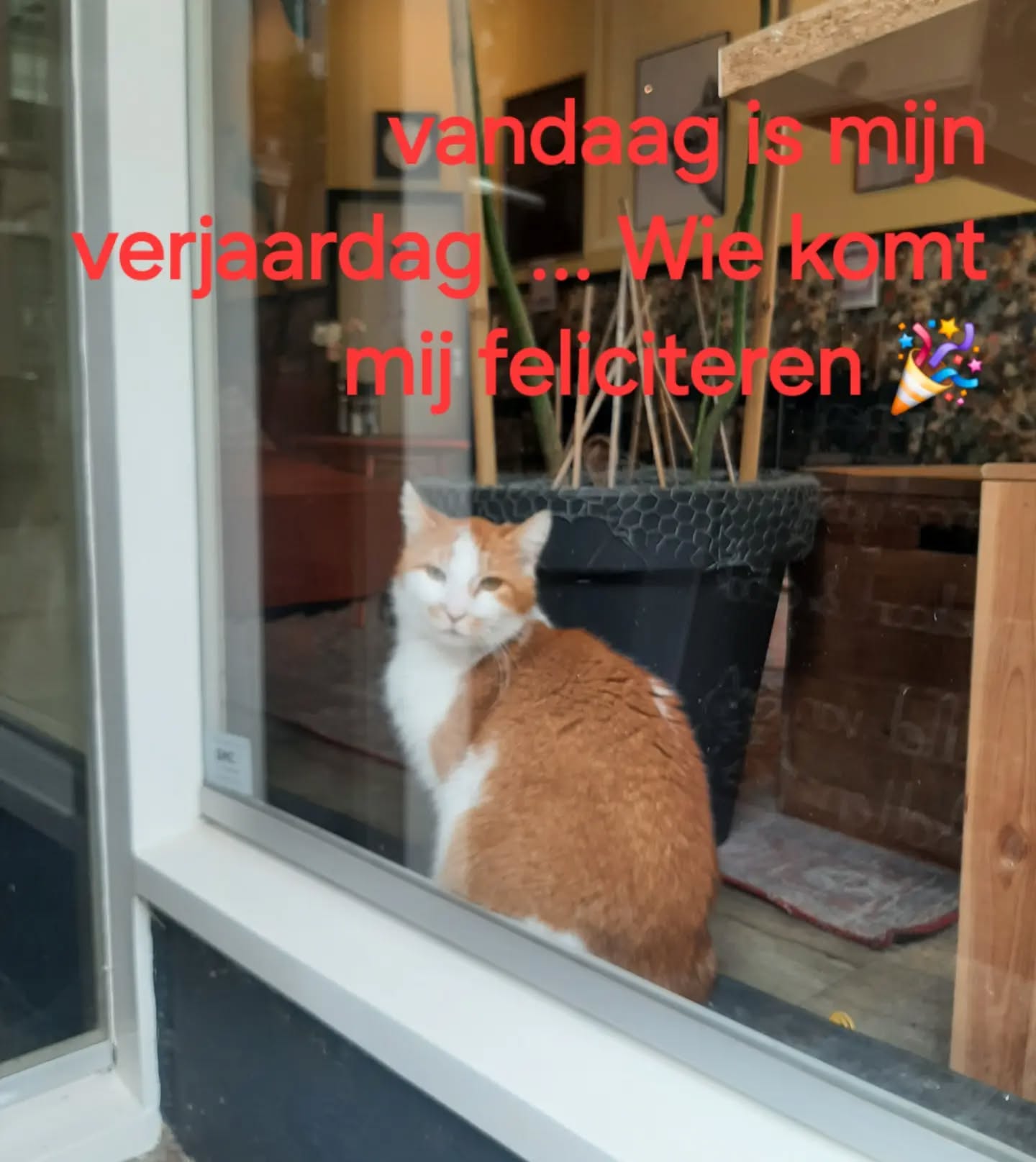 Hoera ... Vlokie is vandaag jarig en is alweer 6 jaar geworden. Komen jullie hem feliciteren 🎉🎊🎂